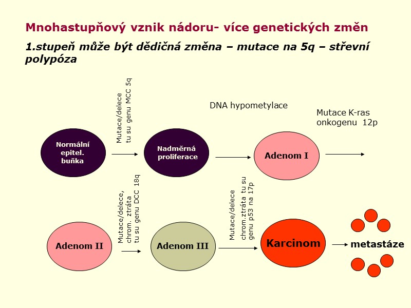 Normální epitel. buňka Nadměrná  proliferace Adenom I Adenom II Adenom III Karcinom Mutace/delece